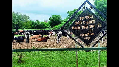 Stray cattle in Vidhyadhar Nagar: FIR against 10 illegal dairy owners