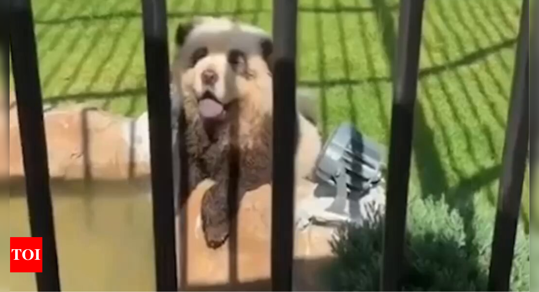 Barking Pandas? Chinese Zoo under fire for dyeing dogs black and white to trick visitors; see video – Times of India