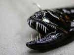 Deep sea creature bears striking resemblance to real-life Venom!​