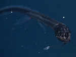 Deep sea creature bears striking resemblance to real-life Venom!​