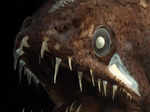 Deep sea creature bears striking resemblance to real-life Venom!​