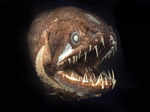 ​Deep sea creature bears striking resemblance to real-life Venom!​