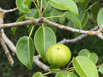 ​World’s deadliest tree: Nature’s lurking danger!​