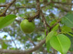 ​World’s deadliest tree: Nature’s lurking danger!​