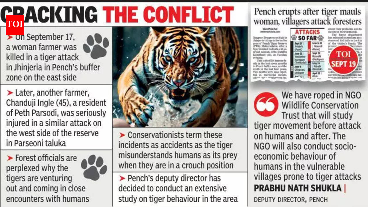 After Back-to-back Attacks On Humans, Pench To Study Tiger Behaviour In ...