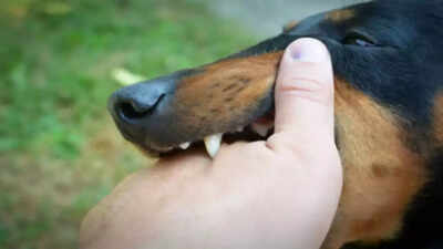 Understanding rabies in dogs: Symptoms, treatment and prevention ...