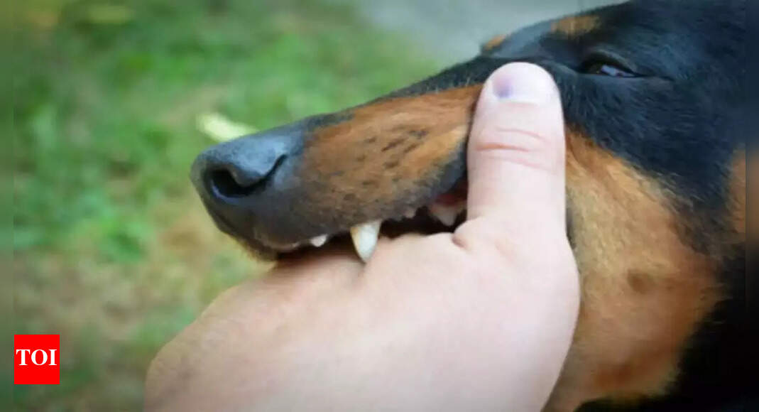 Understanding rabies in dogs: Symptoms, treatment and prevention ...