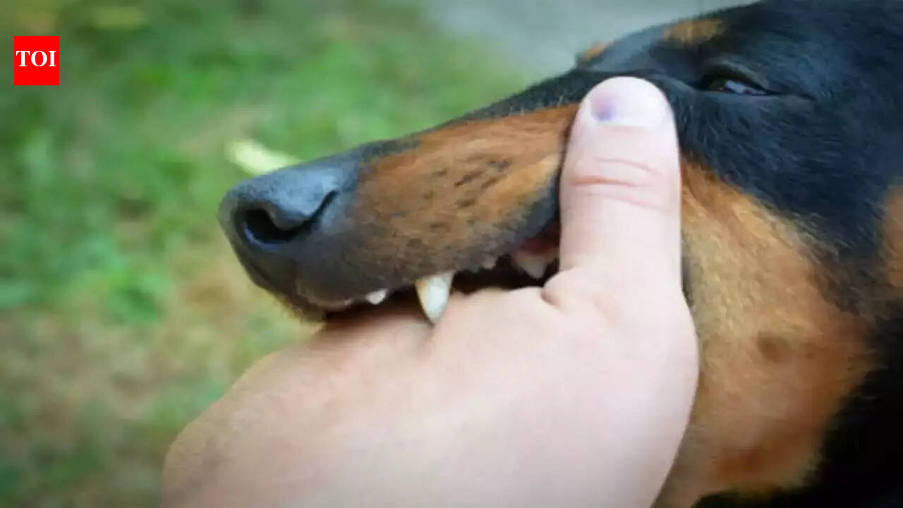 Understanding rabies in dogs: Symptoms, treatment and prevention ...