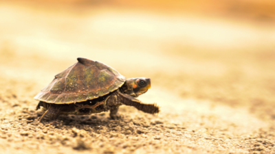 Uttar Pradesh: Community project revives endangered turtles in Ganga