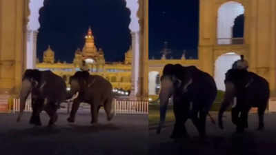 Viral video: Dasara elephants engage in fight, create panic in Mysuru