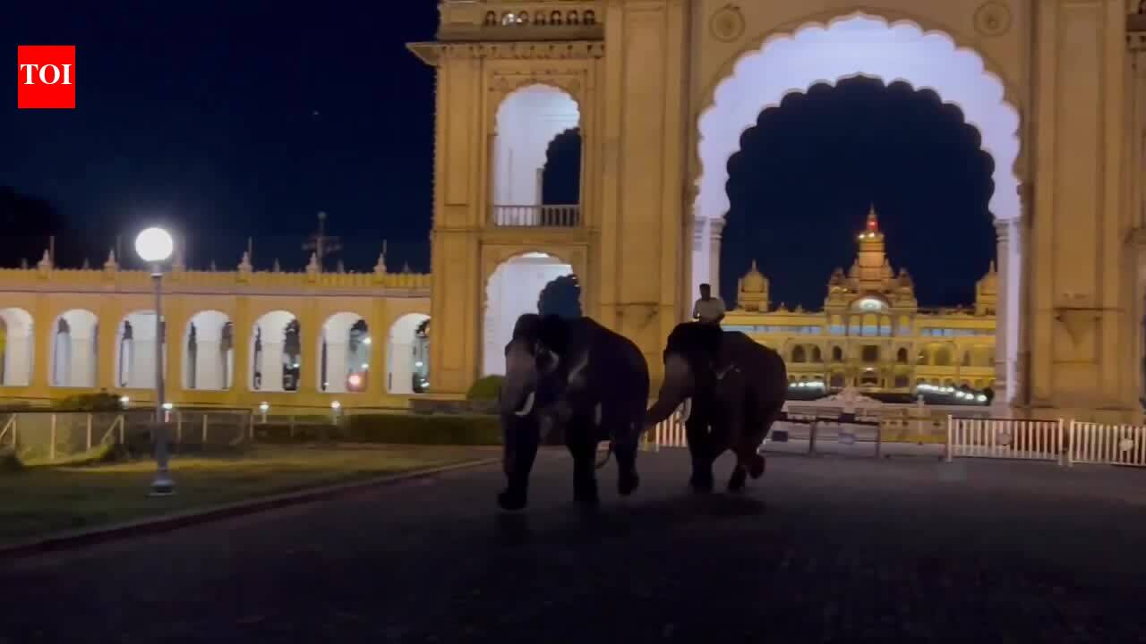 Dasara elephants engage in fight
