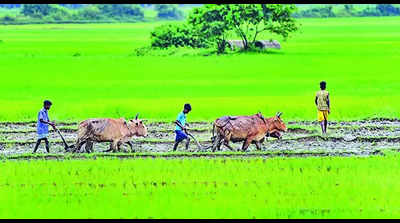 Jharkhand to give Rs 100/quintal above Centre's MSP to farmers