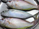 Crowd in Bihar loots fish in Nitish Kumar's function for “party” later!