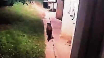 Bengaluru: Leopard spotted at C-DoT campus in Electronics City