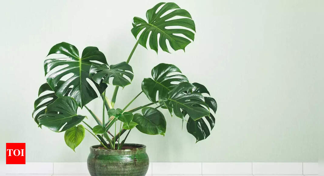 美しいモンステラの観葉植物 - Beautiful monstera plant for big