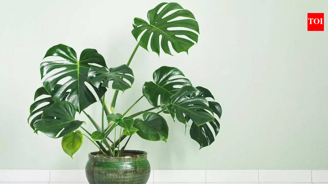 monstera schwarz weiß Monstera Schwarz-Weiss main image 0