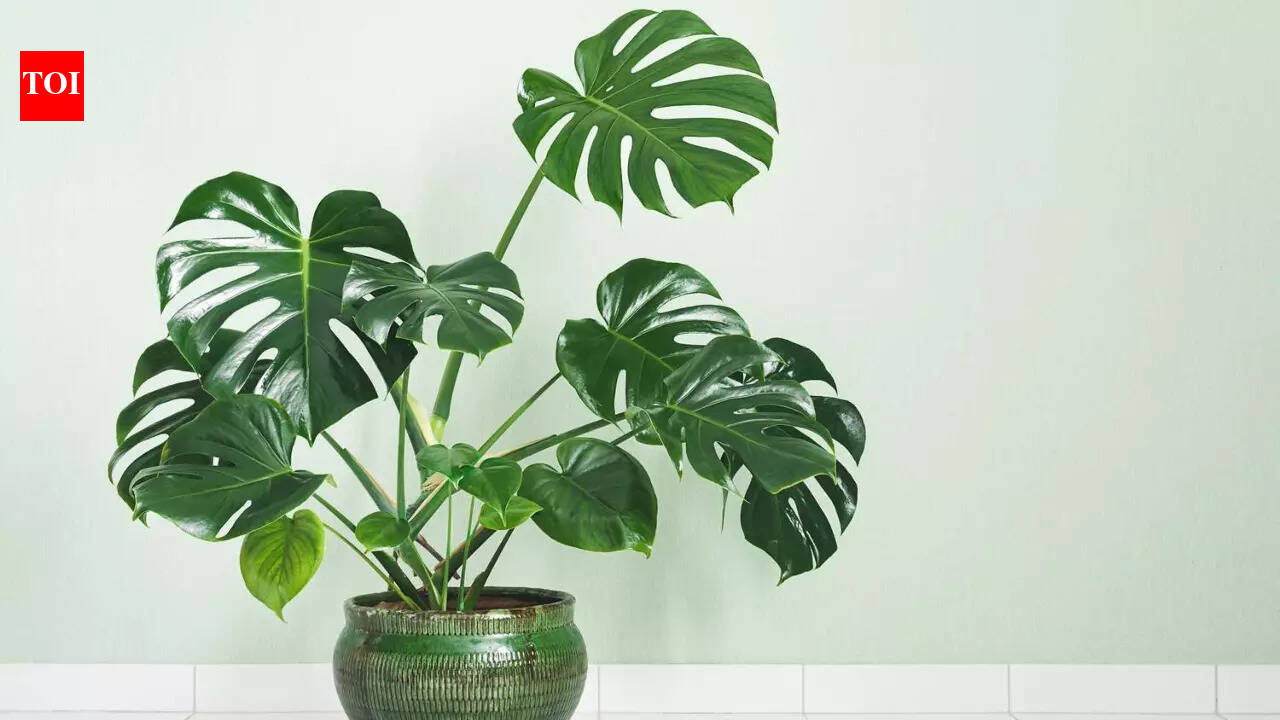 The Vastu benefits of Monstera Plants: Bringing harmony, wealth, and  tranquility home - The Times of India