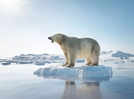 Police in Iceland shoot rare polar bear spotted after years