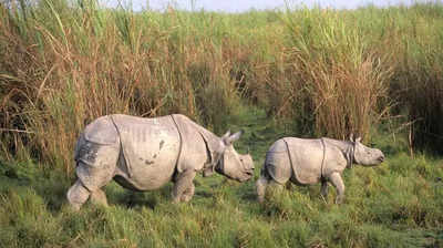 PTR and DTR to launch new plans for rhino habitats