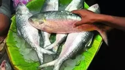 Cheers before Durga puja: Bangladesh to send 3k tonnes of hilsa to India