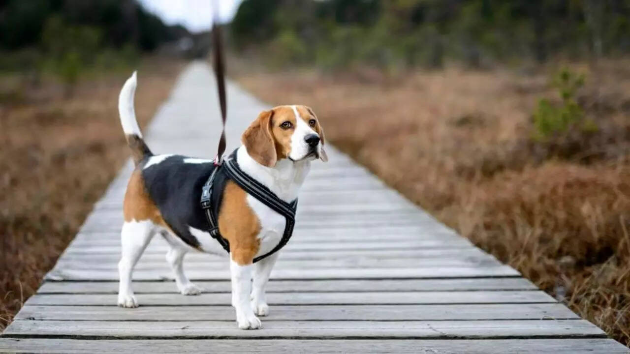 5 Fun Facts About Beagles