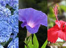 15 flowers that change colour overtime