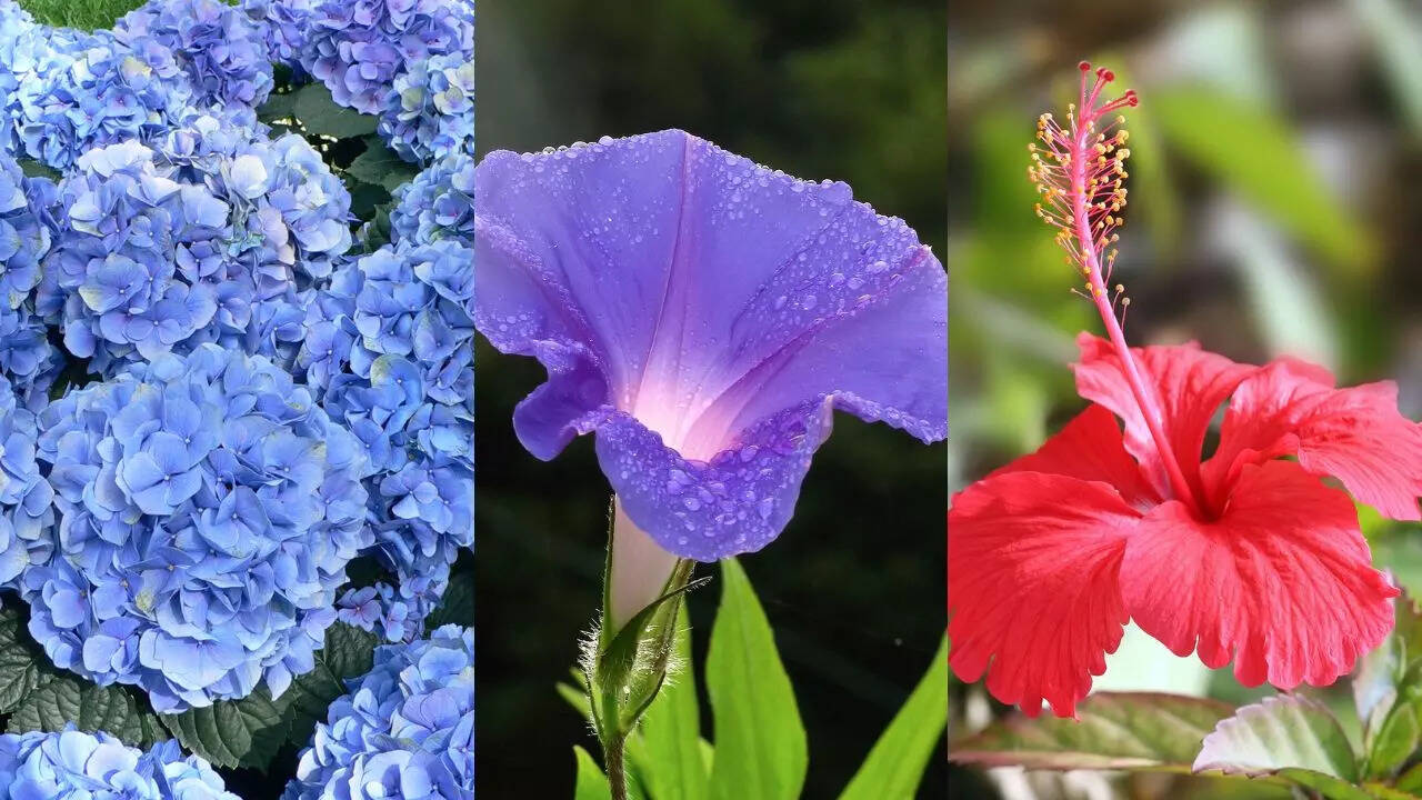 grow your own plant kit Starter Grow Kit