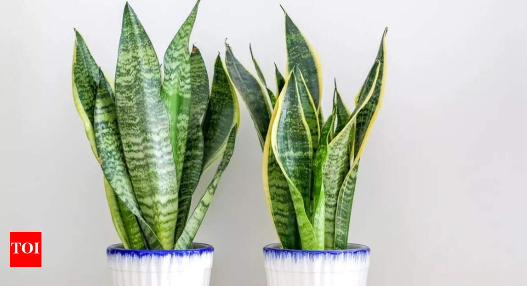 The Snake Plant: A Vastu-Friendly Addition to Your Home - The Times of India
