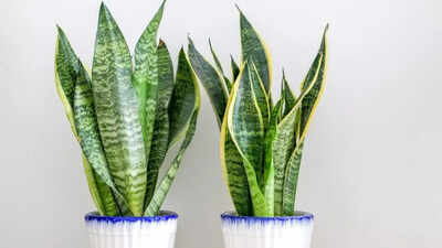 The Snake Plant: A Vastu-Friendly Addition to Your Home - The Times of India