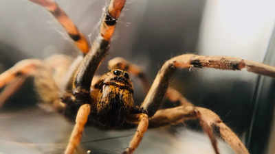 Wolf spiders: Effective predators, their unique characteristics, and more