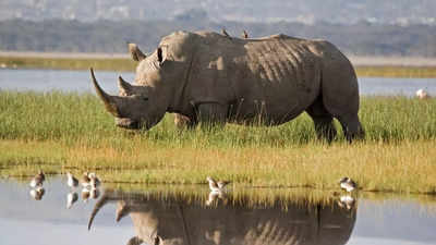 World Rhino Day 2024: Surprising facts about the huge land animals