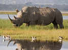 World Rhino Day 2024: Surprising facts about the huge land animals