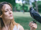 Do crows bring gifts and trinkets if you feed them?