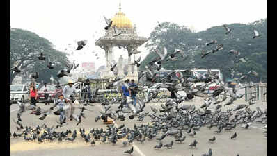 From today, pigeons won’t be fed by anyone near Mysuru Palace