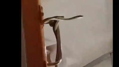 Watch: Snake spotted in Garib Rath express AC coach