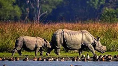 Assam rhino tally up from 600 in 1960s to 3k, poaching down 86% since 2016: Govt data