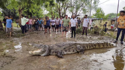 Vadodara floods helped eight crocodiles flee zoo in August