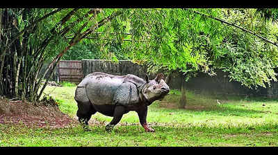 Assam’s rhino count up 5 fold since 1960s