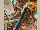 Viral video fact-check: Snake biting raw tomatoes in farms makes them poisonous?