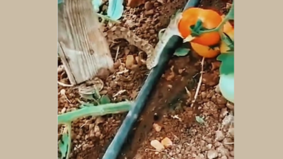 Viral video fact-check: Snake biting raw tomatoes in farms makes them poisonous?