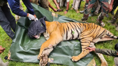 Tiger rescued, shifted to Bannerghatta