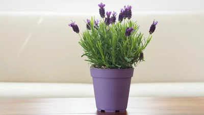 The Vastu Benefits of the Lavender Plant: A Fragrant Path to Harmony