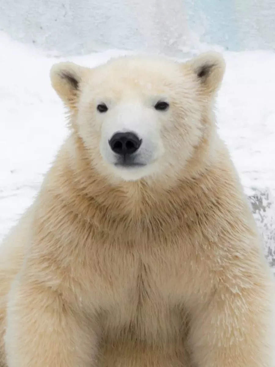 Polar Bear Spotted in Iceland Neighborhood