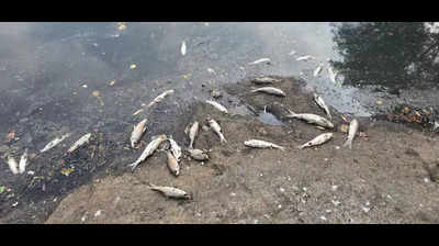 Dead fish found floating in Mula river, residents blame industrial pollution