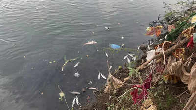 Dead fish found floating in Mula river, residents blame industrial pollution