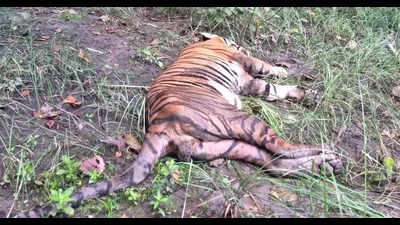 After one tiger tranquilized, another attacks farmer in Pilibhit