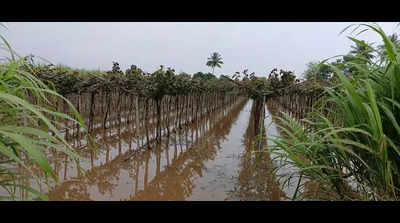 IMD issues orange alert for Satara & Kolhapur districts