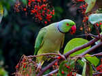 ​How to keep parrots happy as pets​