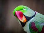 ​How to keep parrots happy as pets​