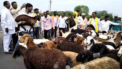 Dhangars release flocks of sheep, block highway in Akola over ST quota demand